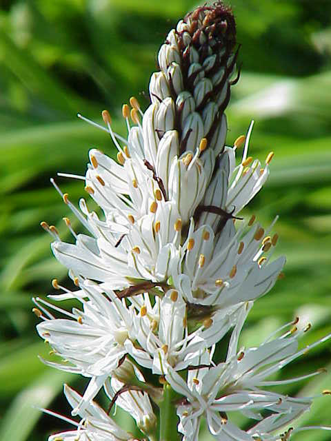Ciris otu