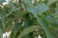 Citlebik